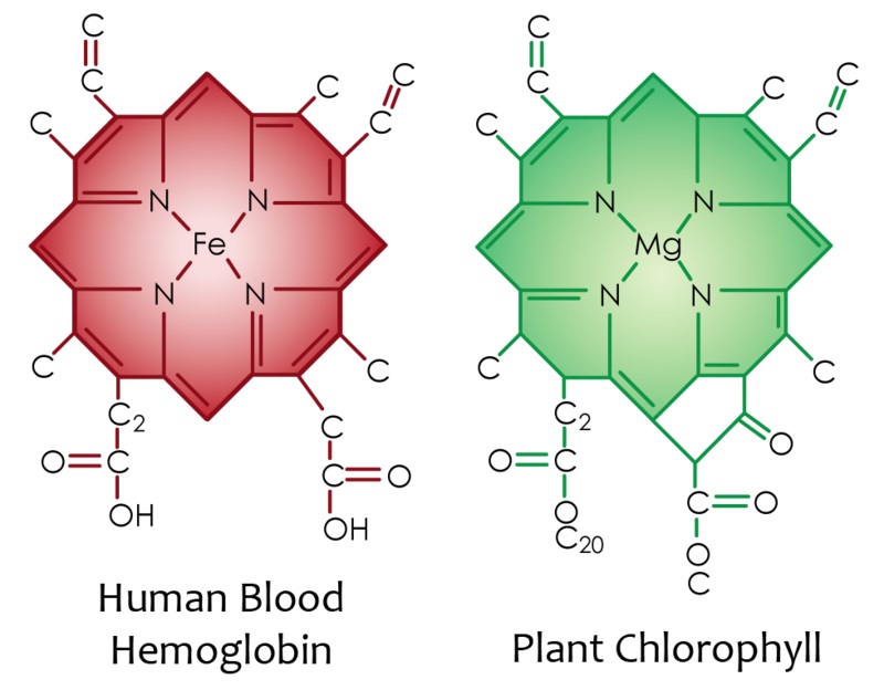 heme-chlorophyll-molecule.jpg